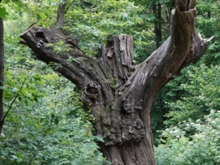 Expo_2020_06-13.jpg Expo_2020_06-13.jpg