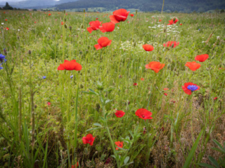 Expo_2020_06-21.jpg Expo_2020_06-21.jpg