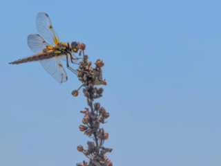 Expo_2020_06-3.jpg Expo_2020_06-3.jpg